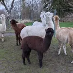 Lejlighed Urlaub Auf Dem Alpakahof Naehe