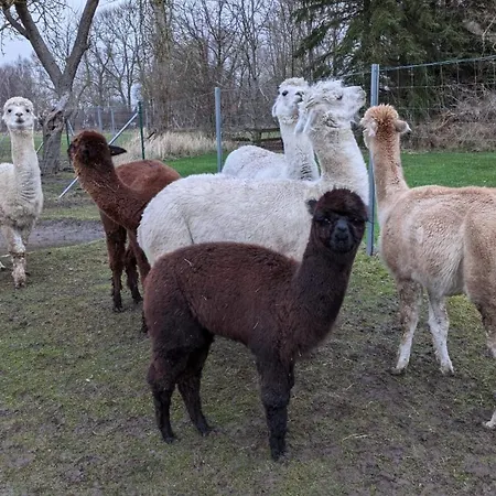 Apartman Urlaub Auf Dem Alpakahof Naehe