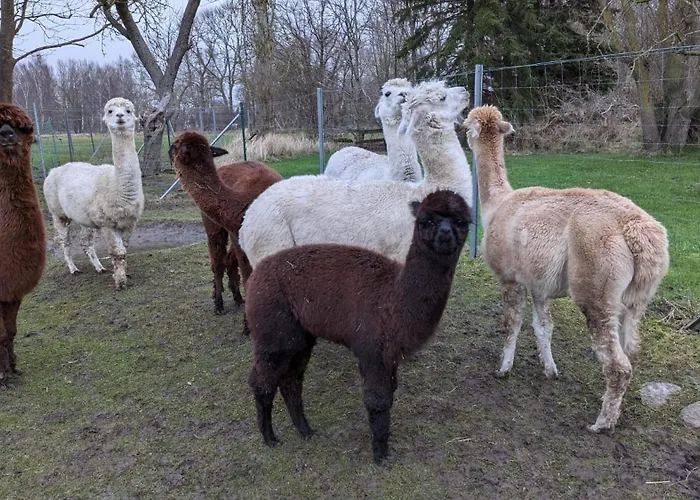 דירה Urlaub Auf Dem Alpakahof Naehe